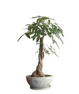 Money Tree with White Decorative Pot - Natural Plants