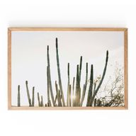 Cacti Desert Print