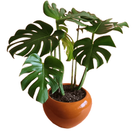 Monstera Deliciosa Plant in 20cm Pot