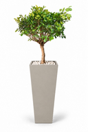 Dwarf Ficus Natural In Obelisk Pot
