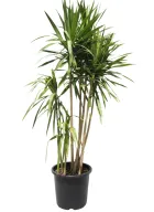 Outdoor Dracena Natural Plant