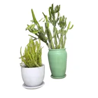 طقم نبات طبيعي كاكتس دو