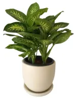 Dieffenbachia Tropic Snow in 30cm White Pot