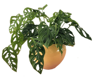 Monstera Adansonii Plant in Pot (Double Stem)