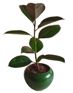 Ficus Rubber Fig Plant in Pot