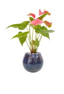 Anthrium With Glass Bowl