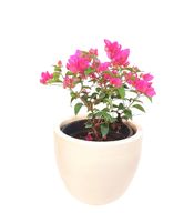 Pink Bougainvillea With Beige Pot