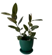 Ficus Rubber Tree Variegated