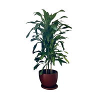 Draceana Corn with Burgundy Pot