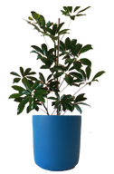 Schefflera in 15 cm Blue Pot