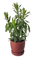 Dracena Jamaica in Burgundy Pot