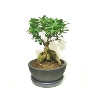 Bonsai with matt black pot