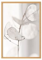 جمالية بيضاء