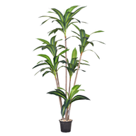 Artificial Dracaena Margenta 150 cm