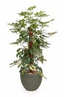 Variegated Schefflera Natural Plant In Curve Pot