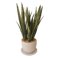 Snake Plant Zeylanica White Texured Pot