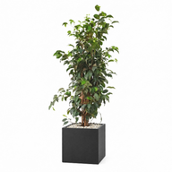 Natural Weeping Fig In Cube Pot