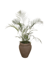 Areca with Earthstone Rustic Brown Pot