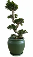 Bonsai in Green 50cm Pot