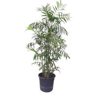 Bamboo Plant