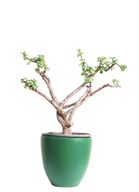 Jade Plant with Green Pot