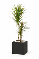 Dracaena Tricolour Natural In Cube Pot