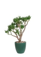 Crassula With Green Pot