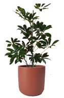 Schefflera in 15 cm Burgundy Pot