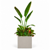 Natural Augusta & Croton In Cube Pot
