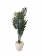 Potted Artificial Areca In Curve Pot