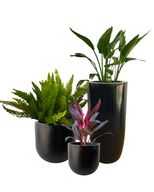 Large Outdoor Natural Plants Set  - Tropical Trio