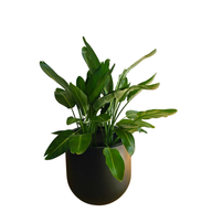 Outdoor Bird Of Paradise in Fiber Pot