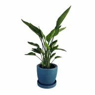 Strelizia in a 25cm Pot