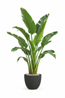 Natural Augusta In Curve Pot