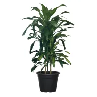 Dracena Corn Indoor Plant