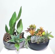 Pinecone and Nebula Set