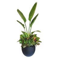 Augusta and Croton - Indoor Natural Plants