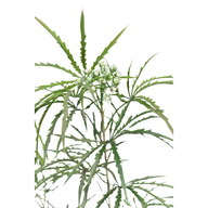 eg46PCeJMP2Li8P4xy17gOnvuTUi0QKmpfKhrpZw.png