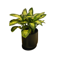 Diefenbachia in Black Fiber Pot