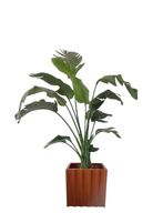 Augusta with Terracotta Decorative Pot - Indoor Natural Plants