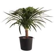 Miniature Yucca Plant