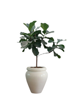 فيدل ليف مع أصيص أبيض لامع