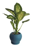 Dieffenbachia Tropic Snow in Dark Teal Pot