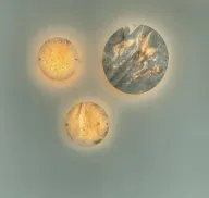 وحدة اضاءة بشكل شمس