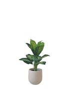 Artificial Dieffenbachia Plant with Decorative Pot
