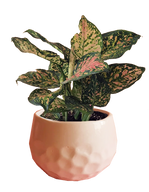 Aglaonema Pink Dalmatian in Brick Pot