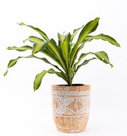 Beige Engraved Plant Pot (Medium)
