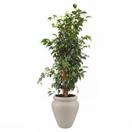Tall Natural Weeping Fig Classic