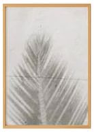 Leaf Shadow Print