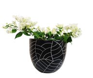 White Bougainvillea with Black Leaf Pot